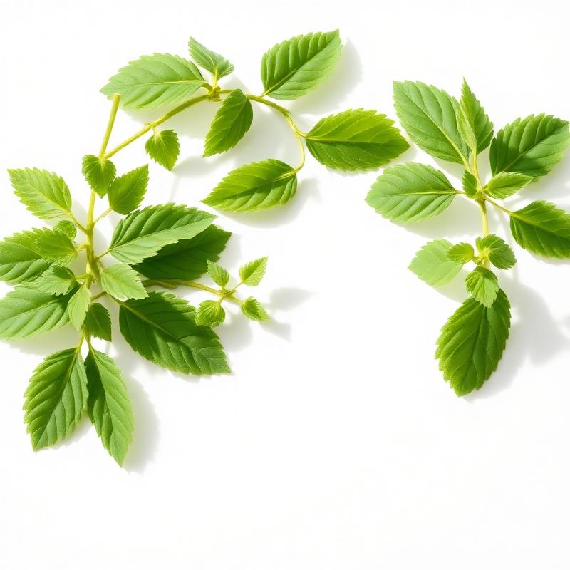 Botanical Leaf Components natural ingredient